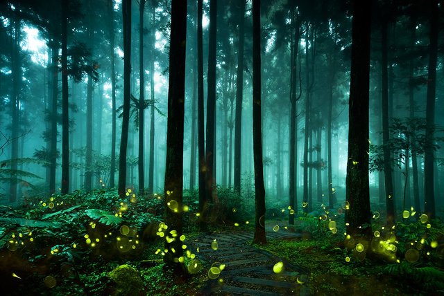 Fireflies
