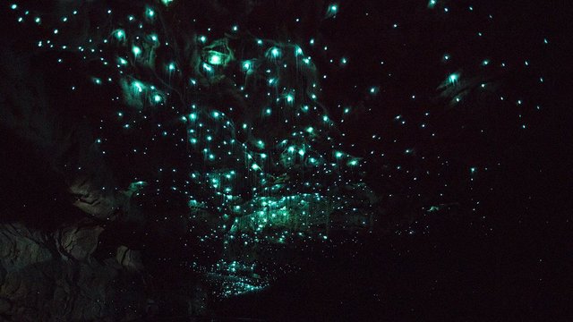 Glowworm Caves