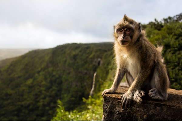 Monkey at black river gorge