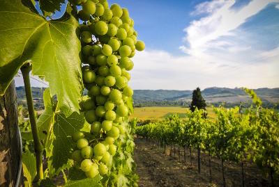 Bordeaux, France Weather: April Tastings