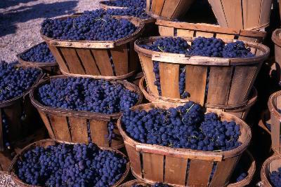 Bordeaux, France Weather: Harvest Season