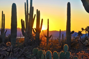 Tucson scenery