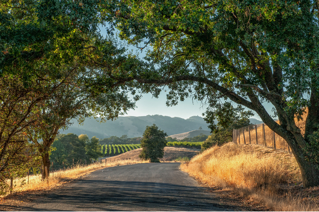 Wine Country Roads