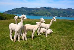 New Zealand Alpacas