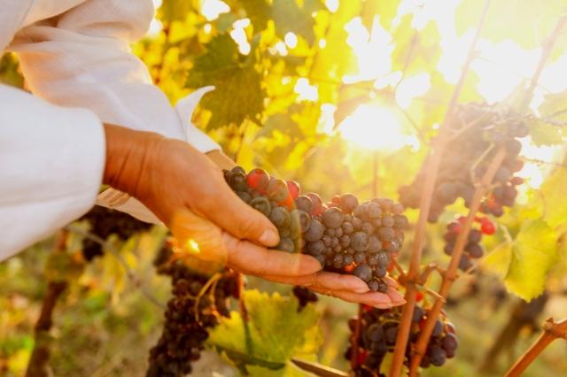 la-spezia-top-things-to-do-chianti-wine-tasting-auto-europe