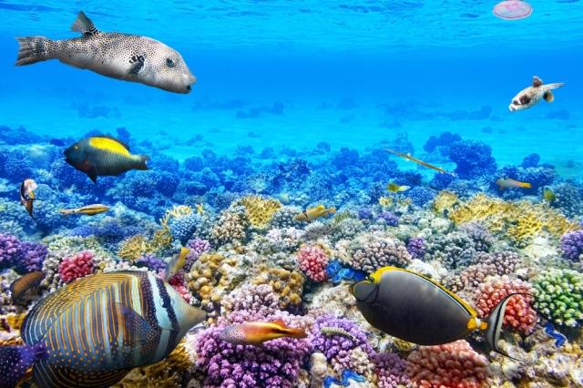 The Great Barrier Reef, Australia