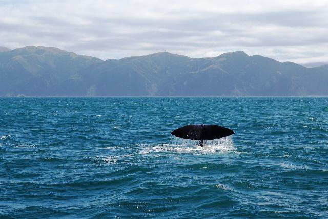 Kaikoura Whale