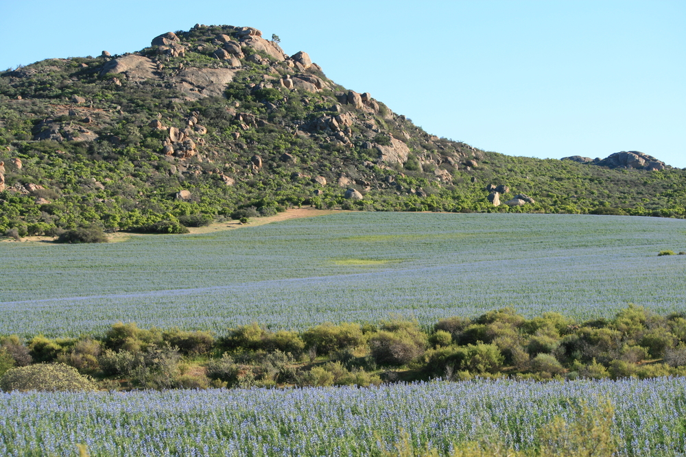 Namaqualand Flower Route Namaqualand Flower Route