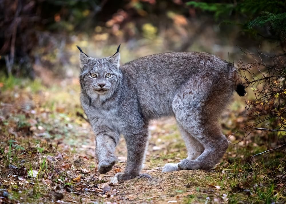 lynx riding mountains national park