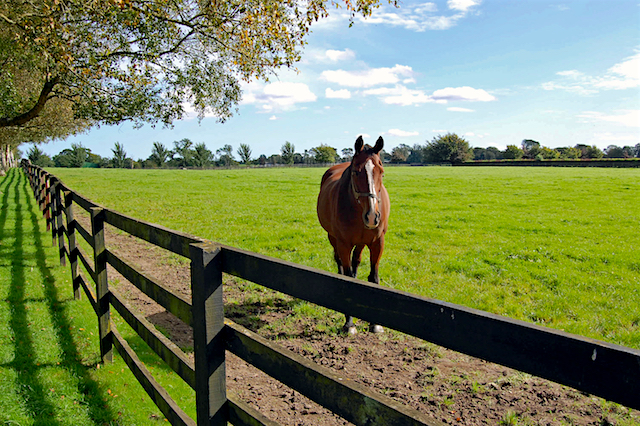 National Stud, Ireland