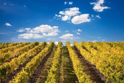 Douro Valley - Portugal