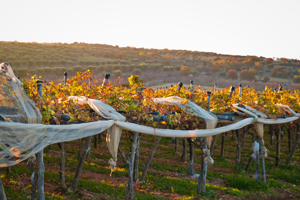 Puglia: The Heel of Italy Puglia: The Heel of Italy