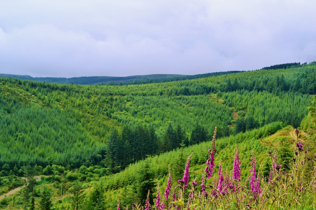 Slieve Bloom Mountains, Ireland