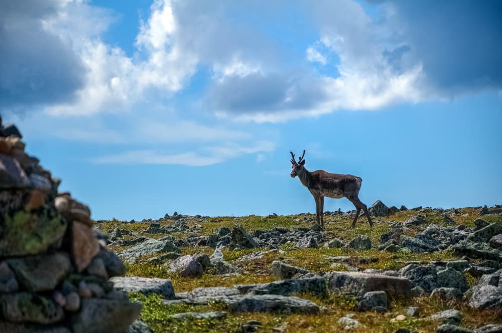 caribou gaspesie